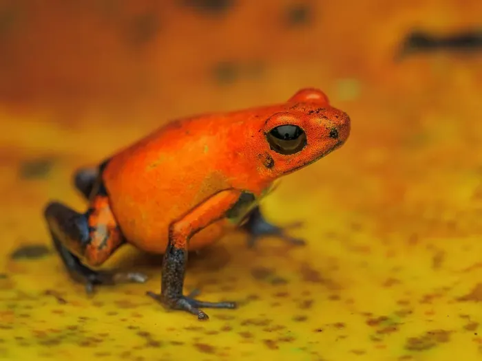 Framed Print : Strawberry Poison Dart Frog (Oophaga pumilio), Boca Tapada, Costa Rica Framed Print : Strawberry Poison Dart Frog (Oophaga pumilio), Boca Tapada, Costa Rica