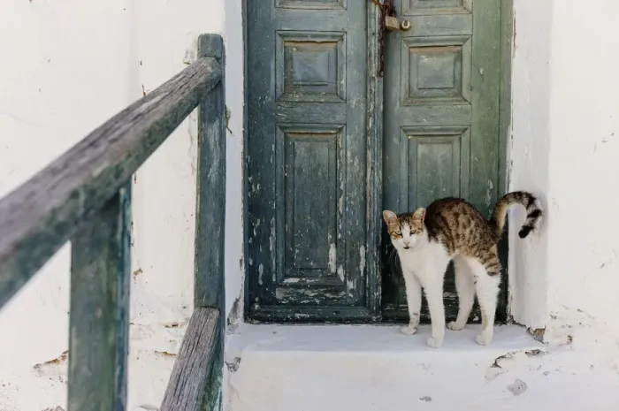 Framed Print : Stray cat of Folegandros, Cyclades islands, Greece Framed Print : Stray cat of Folegandros, Cyclades islands, Greece