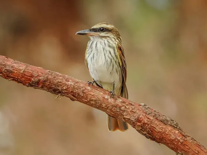 Framed Print : Streaked Flycatcher (Myiodynastes maculatus), Orotino, Alajuela, Costa Rica Framed Print : Streaked Flycatcher (Myiodynastes maculatus), Orotino, Alajuela, Costa Rica