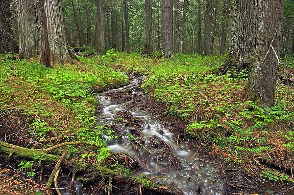 Stream in inland temperate rain forest. Hemlock Grove Glacier National Park, British Columbia, Canada