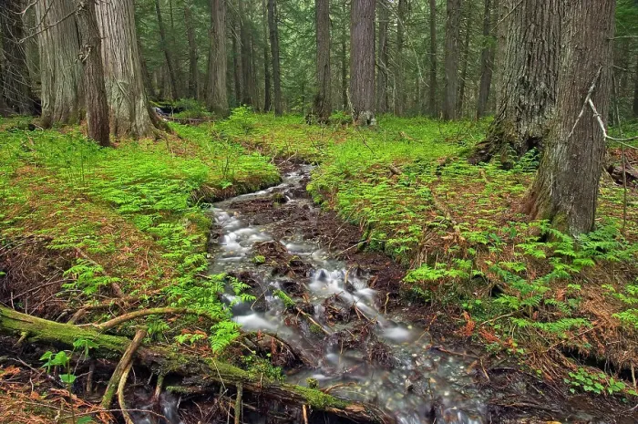 Framed Print : Stream in inland temperate rain forest. Hemlock Grove Glacier National Park, British Columbia, Canada Framed Print : Stream in inland temperate rain forest. Hemlock Grove Glacier National Park, British Columbia, Canada