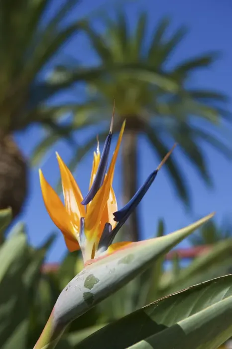 Framed Print : Strelitzia, La Palma, Canaries, Spain Framed Print : Strelitzia, La Palma, Canaries, Spain