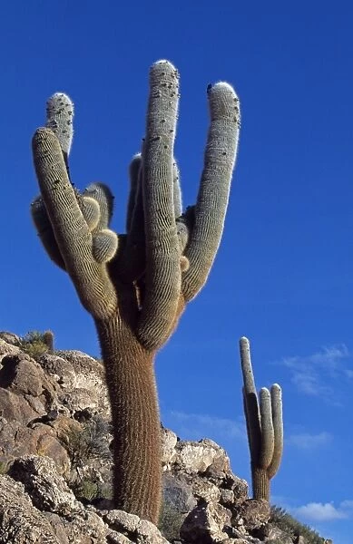 A striking cactus in the Eduardo Avaroa National Reserve