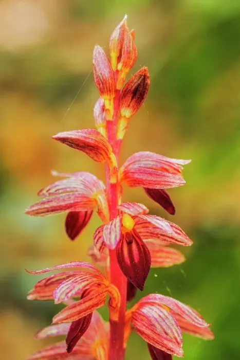 Framed Print : Striped Coralroot (Corallorhiza striata), Bruce Peninsula, Ontario, Canada Framed Print : Striped Coralroot (Corallorhiza striata), Bruce Peninsula, Ontario, Canada