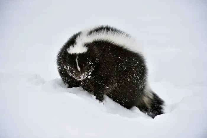 Framed Print : Striped skunk (Mephitis mephitis) Winter habitat, Bozeman, Montana, USA Framed Print : Striped skunk (Mephitis mephitis) Winter habitat, Bozeman, Montana, USA