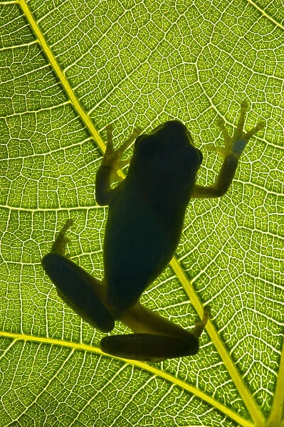 Stripeless tree frog (Hyla meridionalis) on a leaf shooted backlight on the hills