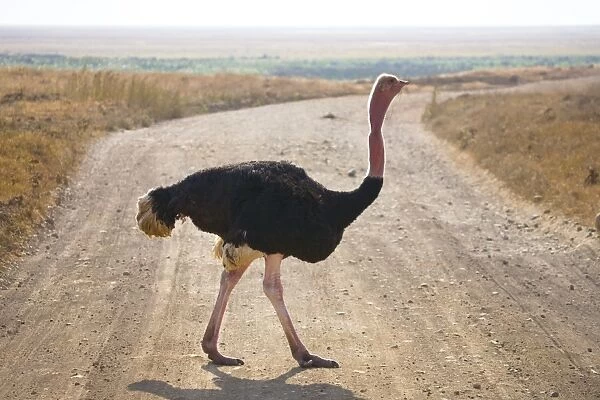 Struthio camelus (Ostrich)