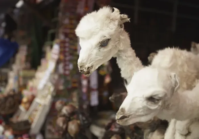 Framed Print : Stuffed baby llamas in Witches Market, La Paz, Bolivia