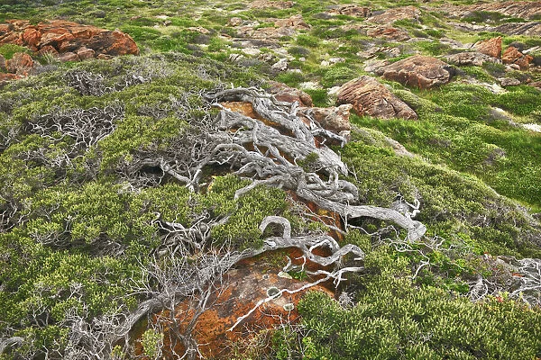 Stump - Australia, Western Australia, Southwest, Leeuwin Naturaliste National Park