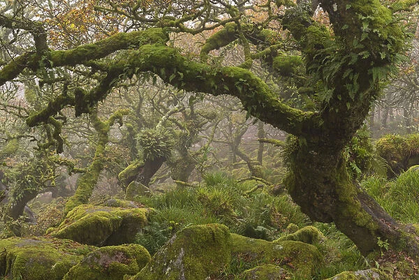 Stunted oak trees in the creepy and mysterious Wistmans Wood, Dartmoor National Park