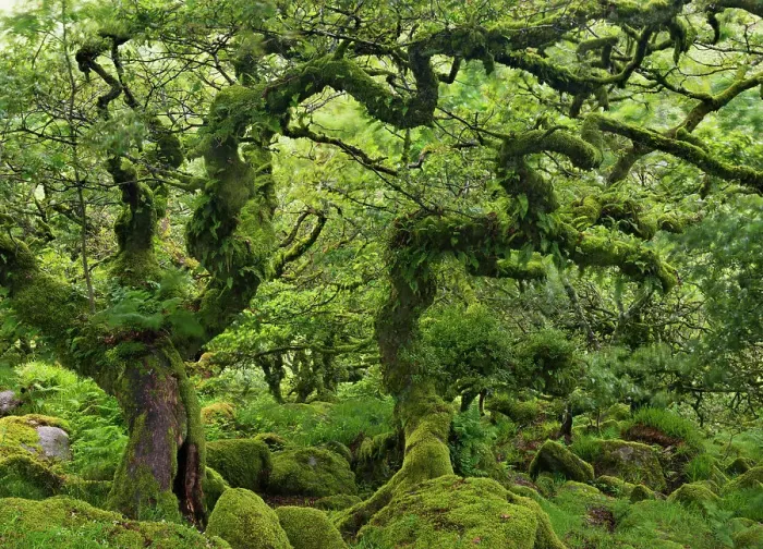 Framed Print : Stunted Oaks in Wistmans Wood SSSI in Dartmoor, Devon, England. Summer (July) Framed Print : Stunted Oaks in Wistmans Wood SSSI in Dartmoor, Devon, England. Summer (July)