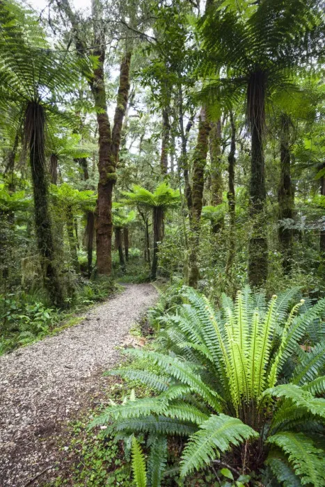 Framed Print : Subtropical Rainforest, Karamea, West Coast, South Island, New Zealand Framed Print : Subtropical Rainforest, Karamea, West Coast, South Island, New Zealand