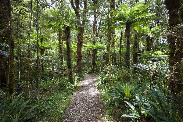 Subtropical Rainforest, Karamea, West Coast, South Island, New Zealand