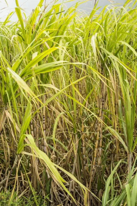 Framed Print : Sugar cane, Mauritius Framed Print : Sugar cane, Mauritius