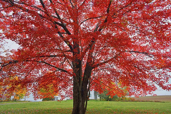 Sugar maple (Acer saccharum) tree in autumn foliage. Woodstock New Brunswick, Canada