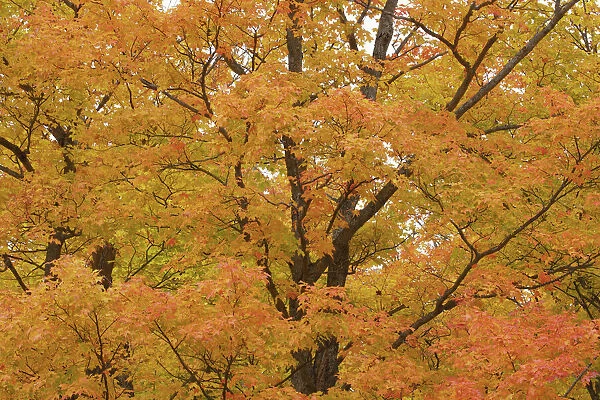 Sugar maple in autumn colours - Canada, Ontario, Nipissing, Algonquin Provincial Park