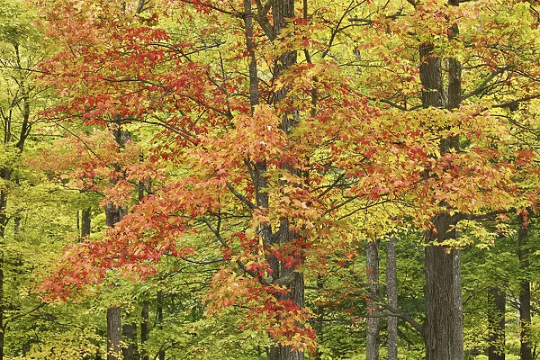 Sugar maple in autumn colours - Canada, Quebec, Outaouais, Gatineau Park