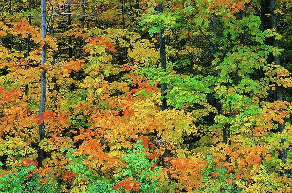 Sugar maple foliage in autumn, Quebec, Canada