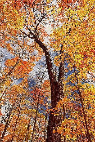 Sugar maple forest in autumn Fairbank Provincial Park, Ontario, Canada