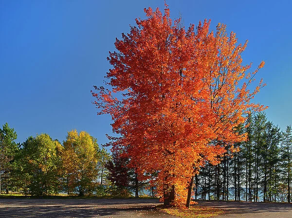 Sugar Maple tree in autumn color Batchewana Bay Provincial Park, Ontario, Canada