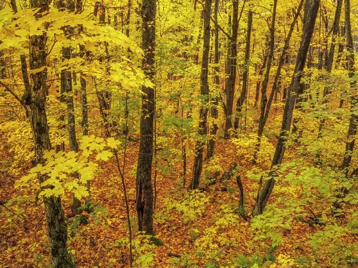 Framed Print : Sugar Maple Trees in Autumn, Muskoka, Ontario, Canada Framed Print : Sugar Maple Trees in Autumn, Muskoka, Ontario, Canada