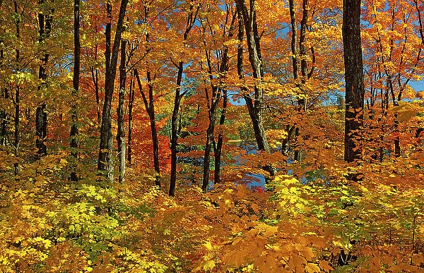 sugar maples in autumn splendor Gatineau Park, Quebec, Canada