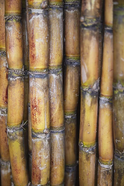 Sugarcane at market, Phnom Penh, Cambodia