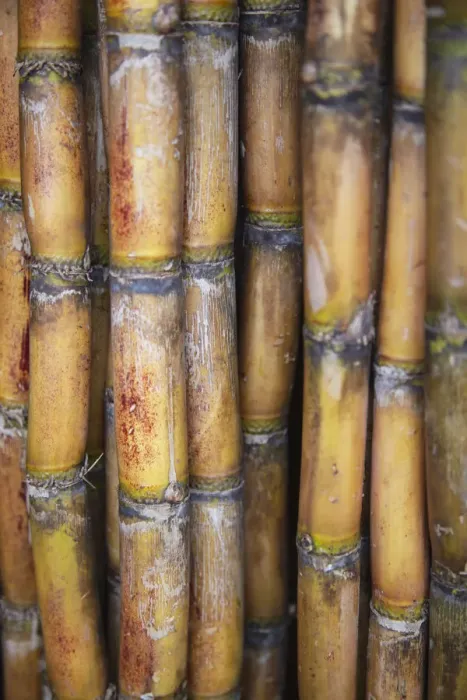 Framed Print : Sugarcane at market, Phnom Penh, Cambodia Framed Print : Sugarcane at market, Phnom Penh, Cambodia