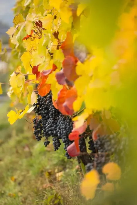 Framed Print : a suggestive autumnal close up of grapes, Bolzano province, South Tyrol, Trentino Alto Adige Framed Print : a suggestive autumnal close up of grapes, Bolzano province, South Tyrol, Trentino Alto Adige