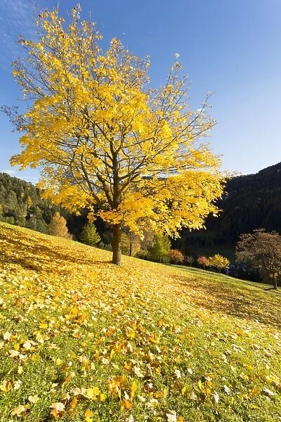 a suggestive view of a yellow tree with the ground full of yellow leaves, Val Gardena