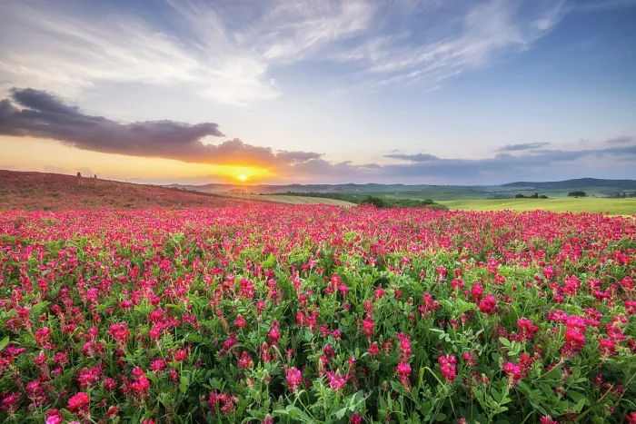Framed Print : Sulla coronaria (French honeysuckle, cock's head, Italian sainfoin, sulla, or soola) in arable field at sunset, Val D'Orcia, Tuscany, Italy, May 2024 Framed Print : Sulla coronaria (French honeysuckle, cock's head, Italian sainfoin, sulla, or soola) in arable field at sunset, Val D'Orcia, Tuscany, Italy, May 2024