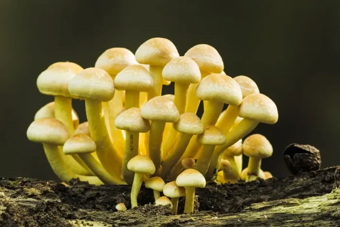 Framed Print : Sulphur Tuft (Hypholoma fasciculare), New Forest National Park, Hampshire, England