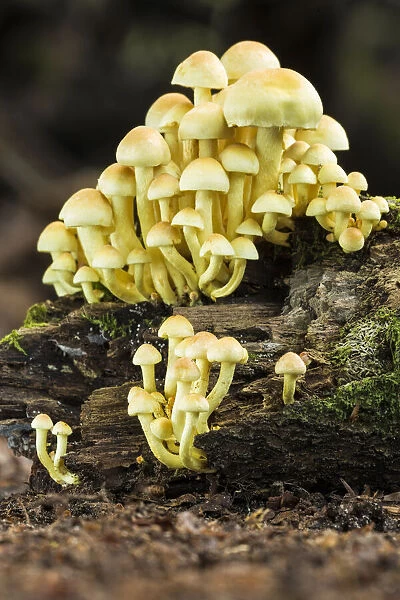 Sulphur Tuft (Hypholoma fasciculare), New Forest National Park, Hampshire, England