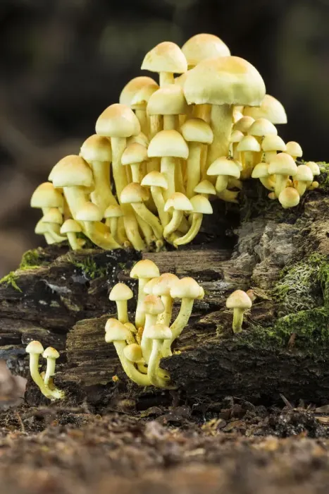 Framed Print : Sulphur Tuft (Hypholoma fasciculare), New Forest National Park, Hampshire, England