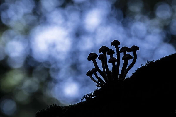 Sulphur Tuft (Hypholoma fasciculare), New Forest National Park, Hampshire, England, UK