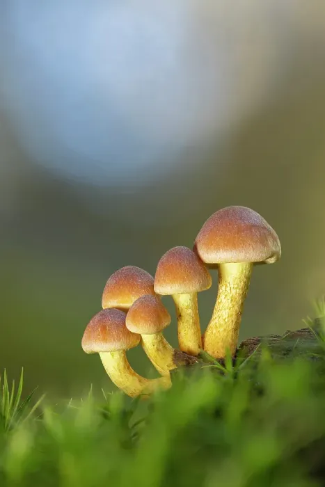 Framed Print : Sulphur tuft (Hypholoma fasciculare) in broadleaved woodland, New Forest National Park, Hampshire, England, UK, October 2021, focus-stacked Framed Print : Sulphur tuft (Hypholoma fasciculare) in broadleaved woodland, New Forest National Park, Hampshire, England, UK, October 2021, focus-stacked