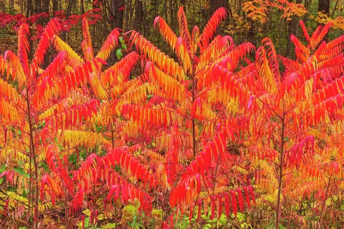 Framed Print : Sumac bushes in autumn foliage Fredericton, New Brunswick, Canada Framed Print : Sumac bushes in autumn foliage Fredericton, New Brunswick, Canada