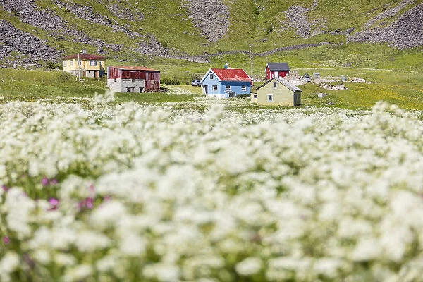 The summer bloom of white flowers frames the typical huts Vaeroy Island Nordland county