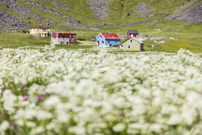 Framed Print : The summer bloom of white flowers frames the typical huts Vaeroy Island Nordland county Framed Print : The summer bloom of white flowers frames the typical huts Vaeroy Island Nordland county