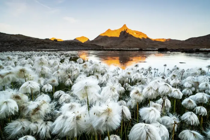 Framed Print : A summer blooming of Eriophorum at Gavia pass in the mountains of Stelvio National Park, Valfurva, Sondrio district, Lombardy, Alps, Italy Framed Print : A summer blooming of Eriophorum at Gavia pass in the mountains of Stelvio National Park, Valfurva, Sondrio district, Lombardy, Alps, Italy