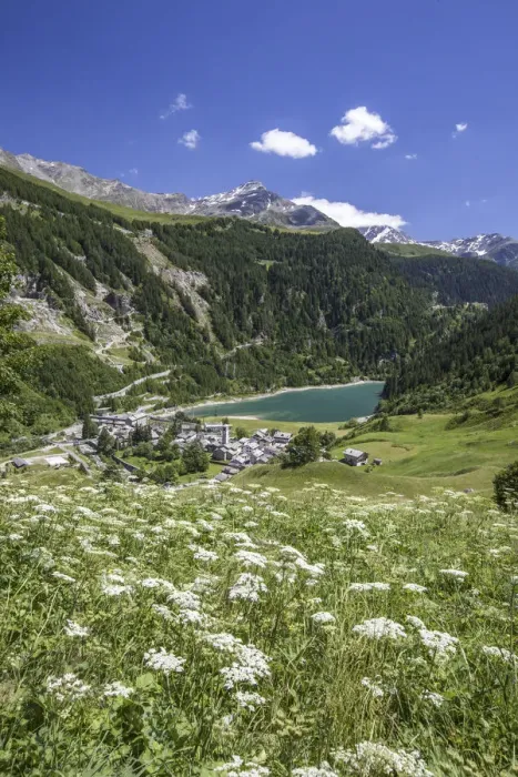 Framed Print : Summer blooming with view on Isola with its pond. Spluga Valley Chiavenna Valley Lombardy Framed Print : Summer blooming with view on Isola with its pond. Spluga Valley Chiavenna Valley Lombardy