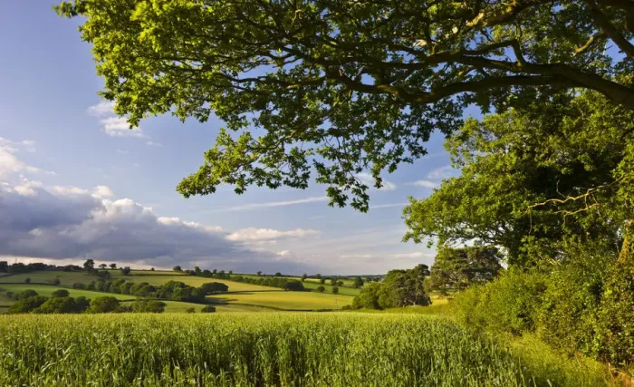 Framed Print : Summer crop field and rolling countryside near Broomhill, Mid Devon, England. Summer Framed Print : Summer crop field and rolling countryside near Broomhill, Mid Devon, England. Summer