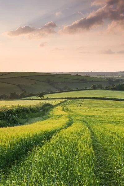 Summer crops growing in a field near Lanreath, Cornwall, England. Summer