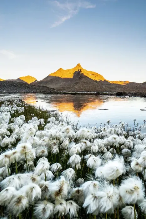 Framed Print : A summer flowering of Eriophorum at Gavia pass, Valfurva, Sondrio district, Lombardy, Alps, Italy Framed Print : A summer flowering of Eriophorum at Gavia pass, Valfurva, Sondrio district, Lombardy, Alps, Italy