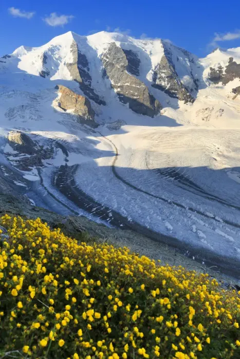 Framed Print : Summer flowering above the Vedret Pers Glacier. Diavolezza Refuge, Bernina Pass, Engadin Framed Print : Summer flowering above the Vedret Pers Glacier. Diavolezza Refuge, Bernina Pass, Engadin