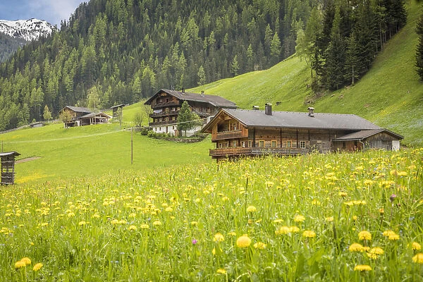 Summer meadow and mountain farms in Arntal, Villgratental, East Tyrol, Tyrol, Austria