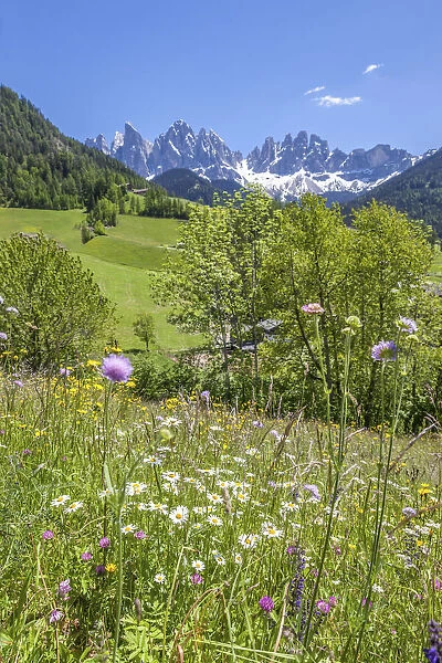Summer mountain meadows in the rear Villnoss Valley near St. Magdalena with a view of the Geisler mountains, South Tyrol, Italy