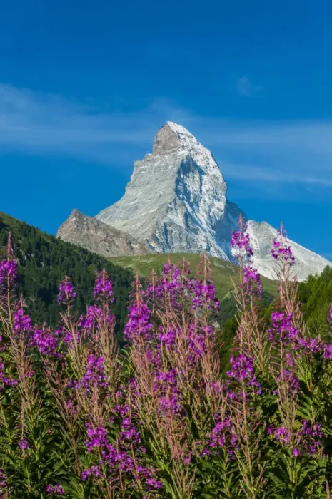 Framed Print : Summer panoramic view over Matterhorn with rhododendron flowers, Zermatt, Wallis
