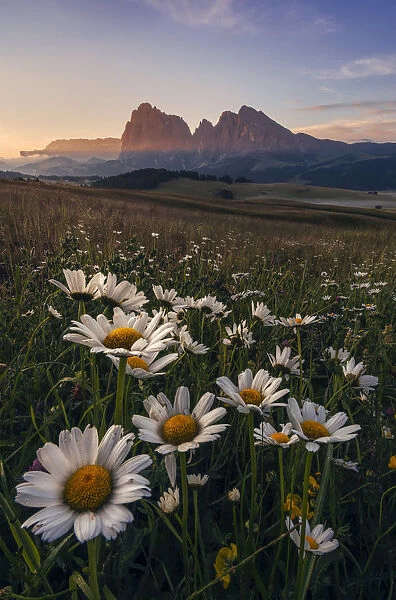 Summer sunrise at the Alpe di Siusi (Seiser Alm) in the Dolomites, Italy