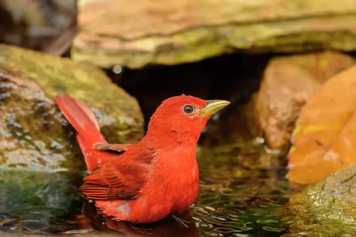 Framed Print : Summer tanager (Piranga rubra), Estero Llano Grande State Park, Weslaco, Texas, USA